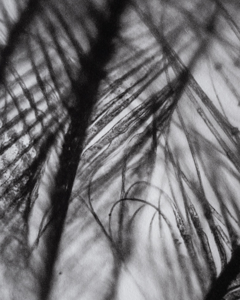 blackprint edition - Die Grüss Limited edition, microphotographs of feather. Artist: WONOW