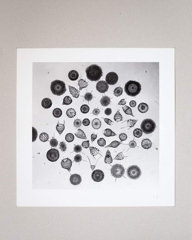 blackprint edition - karo edition Nr.011, antique microslides of Polycystina from Barbados